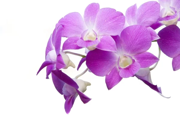 Lila färg orkidé blomma som vit isolera bakgrund — Stockfoto