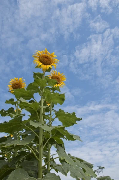 Sonnenblume als weiß blauer Himmel — Stockfoto