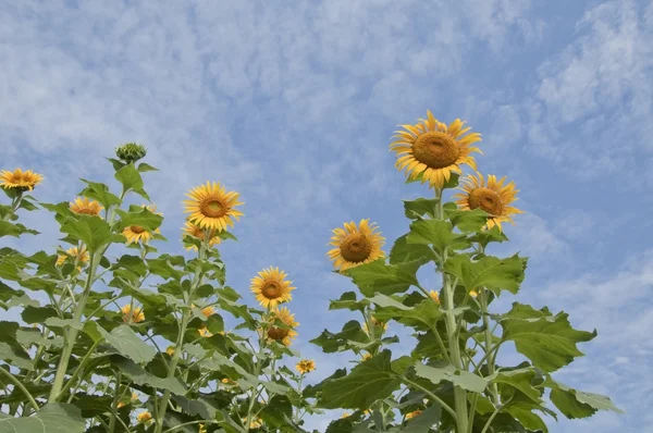 Sonnenblumenfeld als weißer blauer Himmel — Stockfoto
