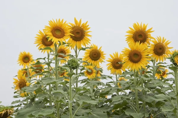 Große Sonnenblume vor dem Himmel — Stockfoto