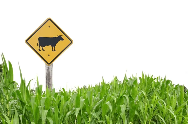 Símbolo de tráfico de vacas Fotos de stock