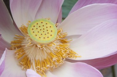 Pembe su lilly flower kapatmak