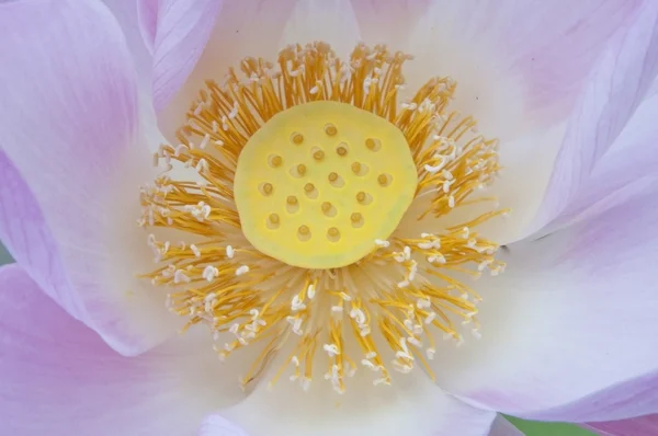 Water lilly bloom flower — Stock Photo, Image