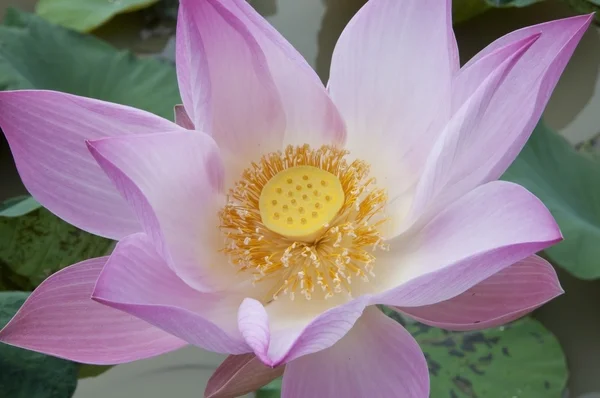 Różowy kwiat lilii wodnej — Zdjęcie stockowe