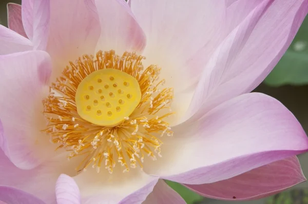 stock image Close up as top lotus flower