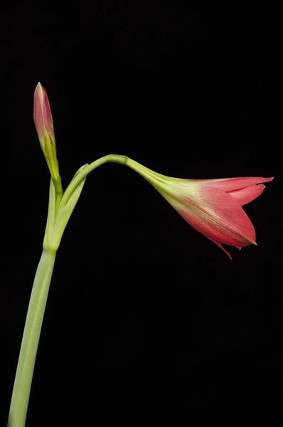 Amaryllidaceae-Blüte — Stockfoto