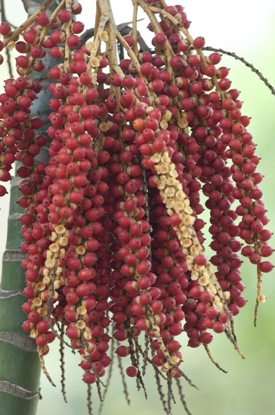 Бетель пальма дрібні фрукти — стокове фото