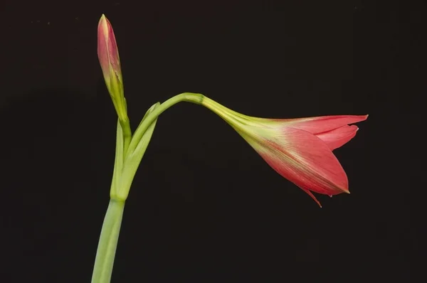 Flor de amarilidáceas —  Fotos de Stock