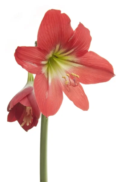Amarylkowate kwiat 2 — Zdjęcie stockowe