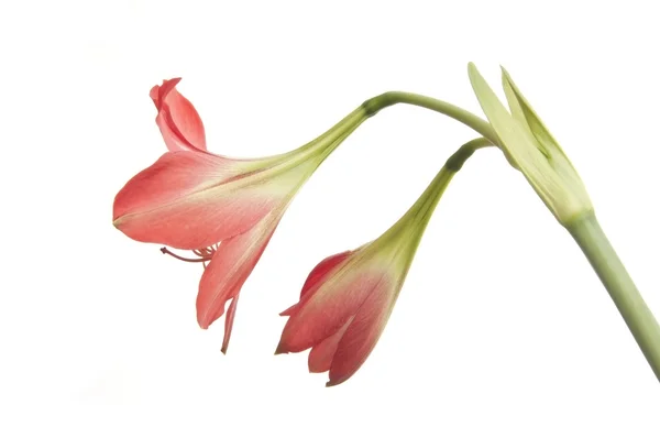 Kwiat Amarylkowate (Amaryllidaceae) — Zdjęcie stockowe