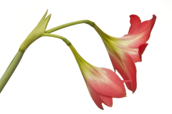 Amaryllidaceae flower — Stock Photo, Image