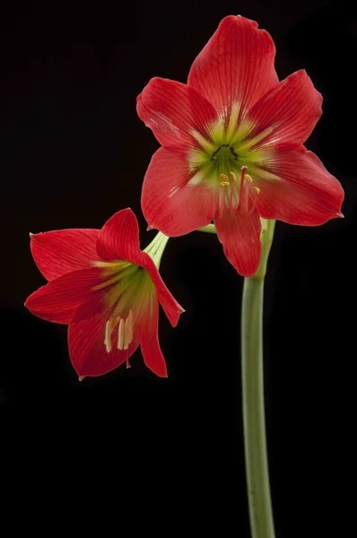 Amaryllidaceae flower — Stock Photo, Image