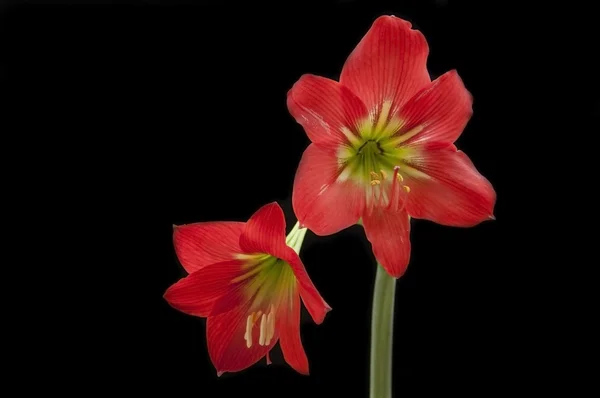 Dvě amaryllidaceae květ — Stock fotografie