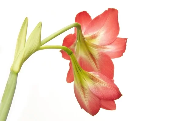 На зворотному боці квітки amaryllidaceae — стокове фото