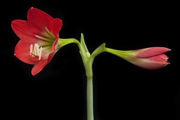 Kwiat kwiat Amarylkowate (Amaryllidaceae) — Zdjęcie stockowe