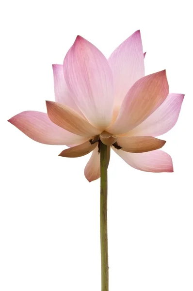 Kwiat różowy kolor wody lilly — Zdjęcie stockowe