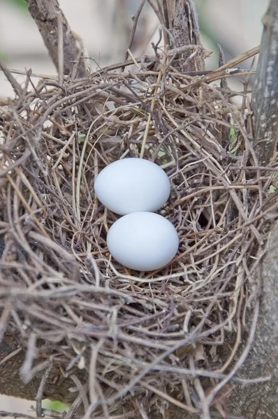 Vogelnetz und Ei — Stockfoto