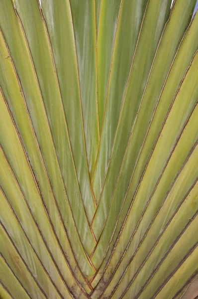 Plam tree texture background — Stock Photo, Image