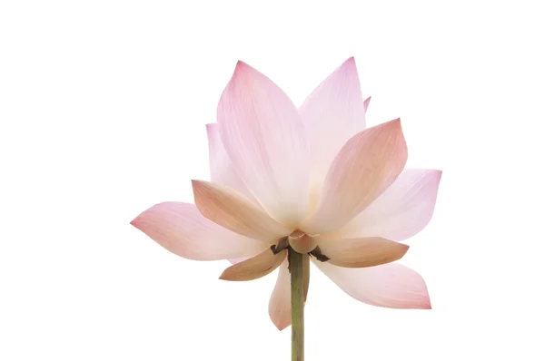Rózsaszín víz liliom virág Stock Kép