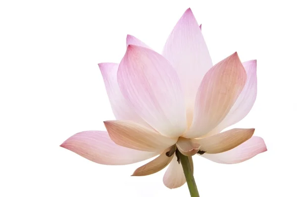Ροζ χρώμα νερού lilly λουλούδι Εικόνα Αρχείου
