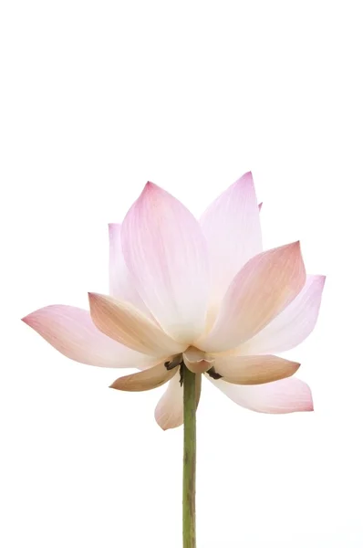 Flor de loto rosa Fotos de stock