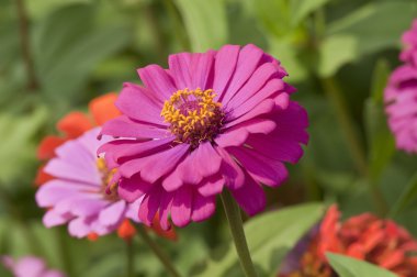 pembe renk zinnia çiçeği