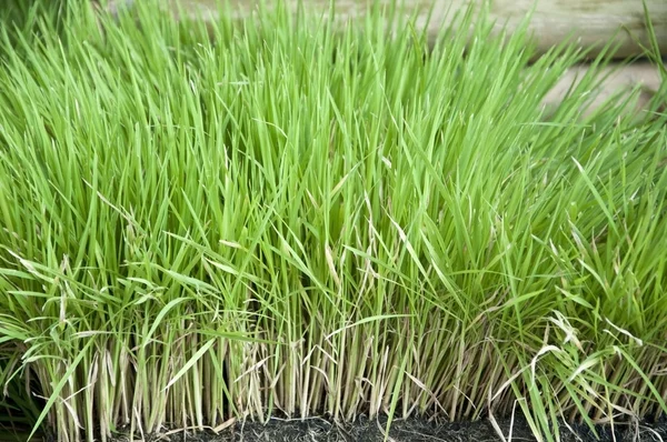 Plantas de arroz verde —  Fotos de Stock
