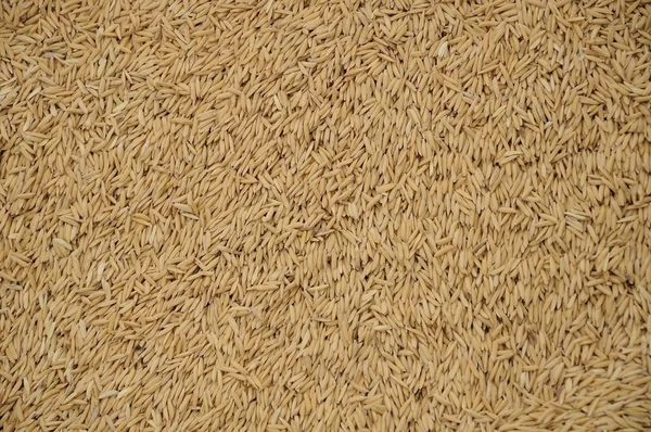Raw thai jusmine rice — Stock Photo, Image