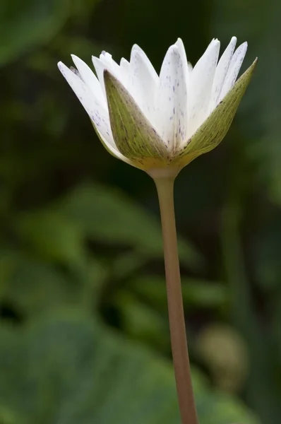 Weiße Lotusblume — Stockfoto