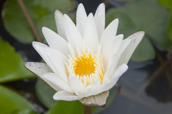 White lotus flower bloom — Stock Photo, Image