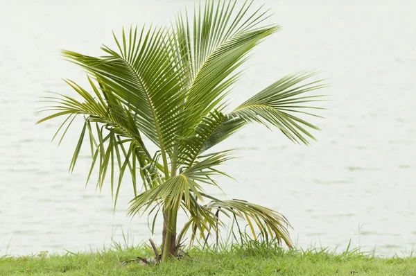 Kokosnusspflanze — Stockfoto