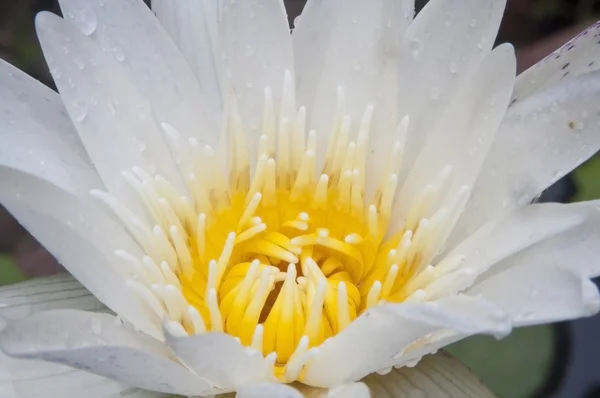 Bliska biały kolor wody lilly — Zdjęcie stockowe