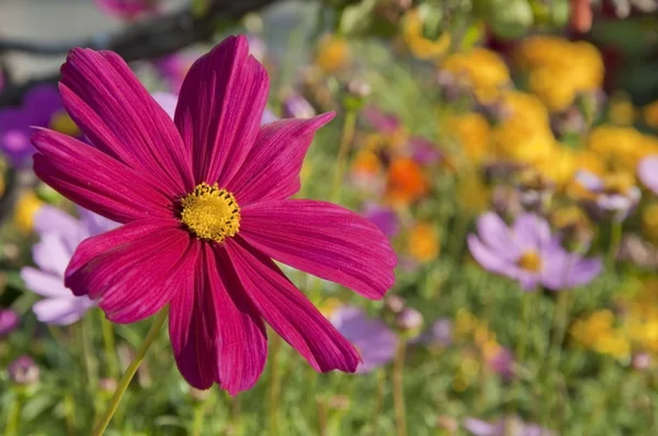 Flor rosa flor em um dia de luz solar — Fotografia de Stock