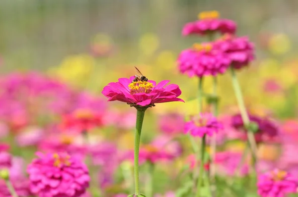 Včela na cínie květ — Stock fotografie