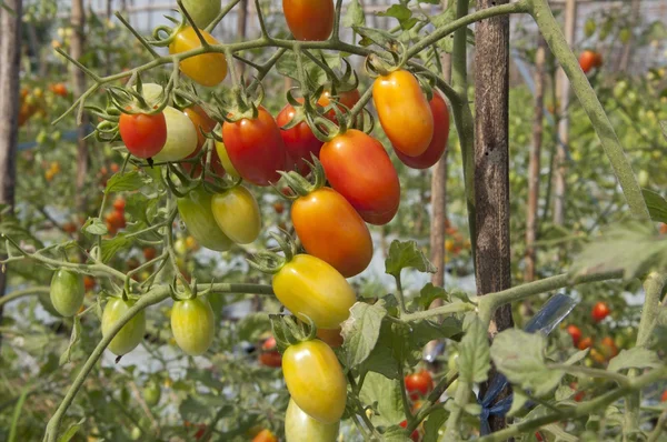 Granja de tomate colorido — Foto de Stock