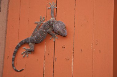 Gecko turuncu renkli duvar