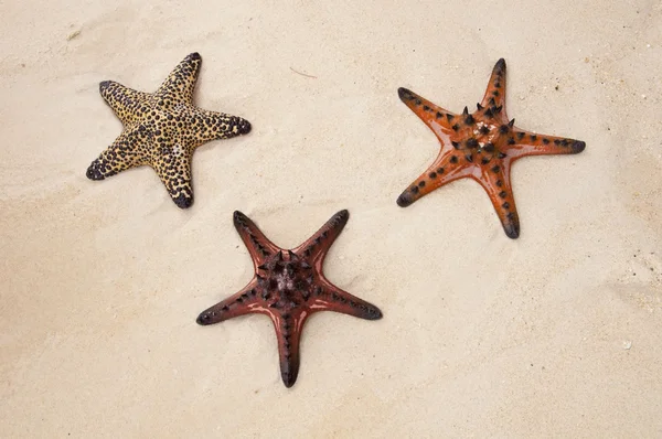 stock image Starfish in the sand