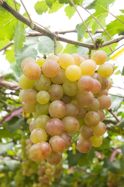 stock image Grapes fruit