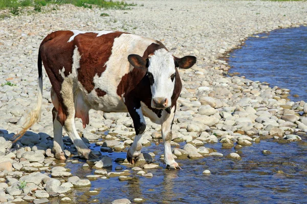 Krowa na miejsce podlewania — Zdjęcie stockowe