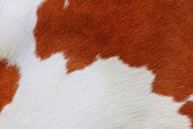 Fragment of a skin of a cow clipart