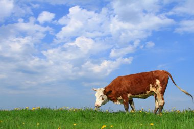 Cow on a summer pasture clipart