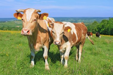 The calf near mother on a summer pasture clipart