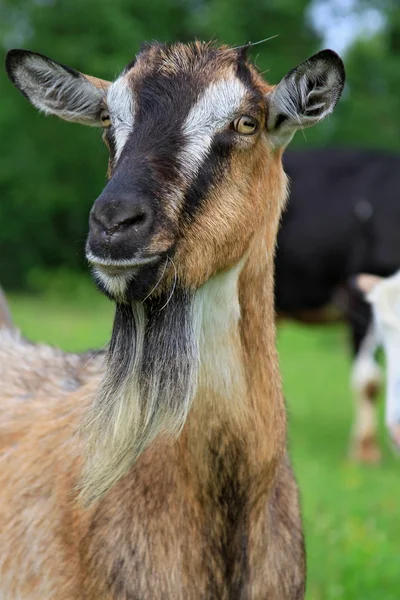 Goat on a summer pasture — Stock Photo, Image