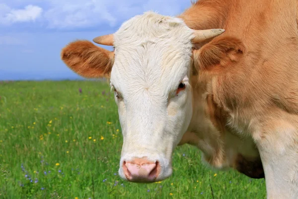 Chef för kalven mot en betesmark — Stockfoto