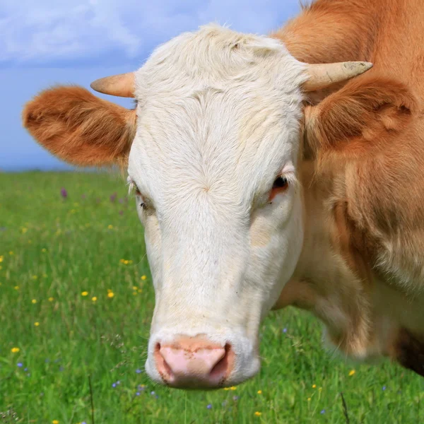 Head of the calf against a pasture — Stock Photo, Image