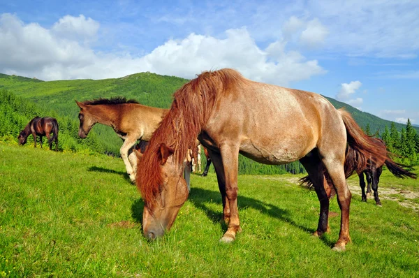 A nyári hegyi legelőn, lovak — Stock Fotó