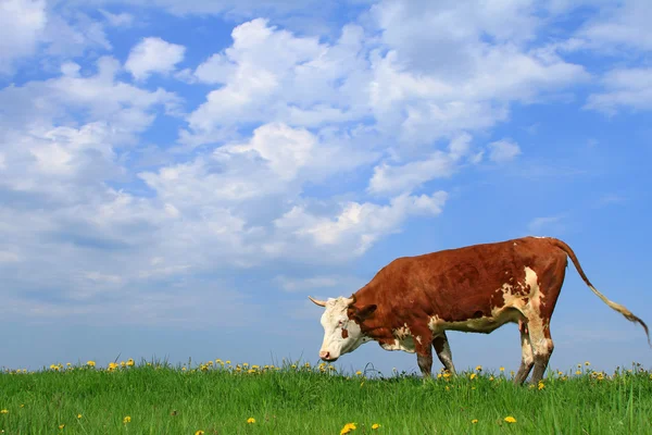 Stock image Cow on a summer pasture