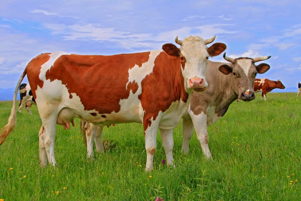 stock image Cows on a summer pasture