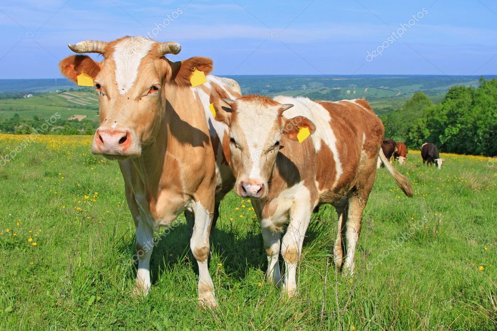 https://static9.depositphotos.com/1013341/1078/i/950/depositphotos_10784157-stock-photo-the-calf-near-mother-on.jpg