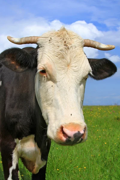 Κεφάλι του μια αγελάδα κατά ένα λιβάδι — Φωτογραφία Αρχείου